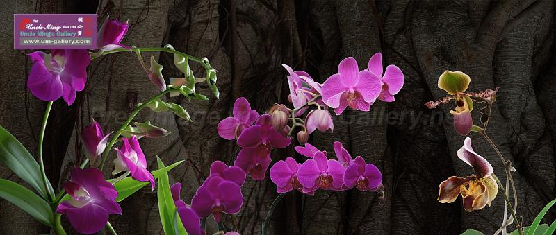 orchid_compose1b_xl preview.jpg